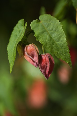 chinese lantern Flower Buds
